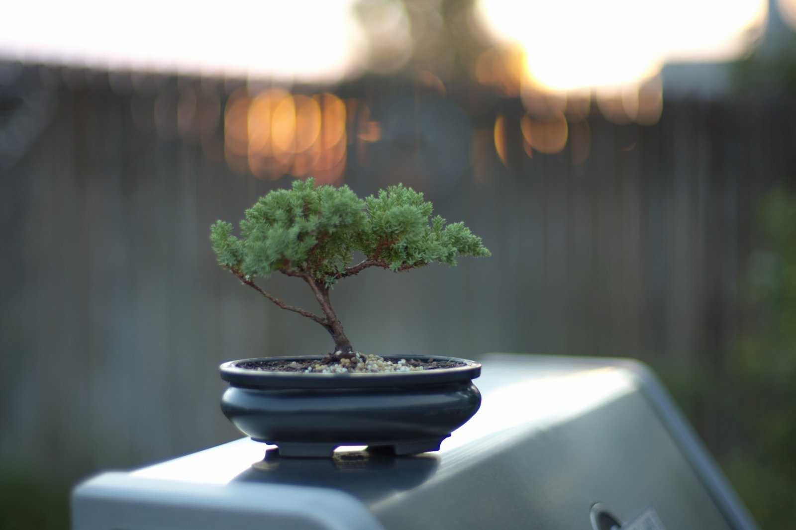 【注文不可商品】観葉植物※セットを登録していない注文できない商品の例です